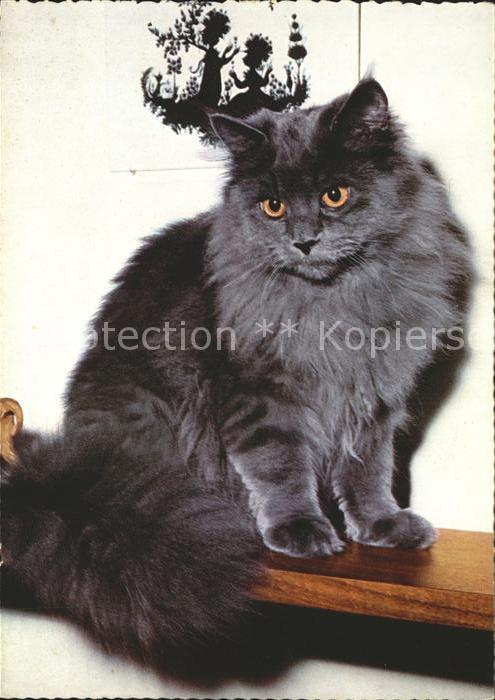Katzen