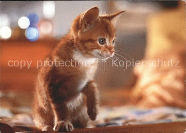 Katzen