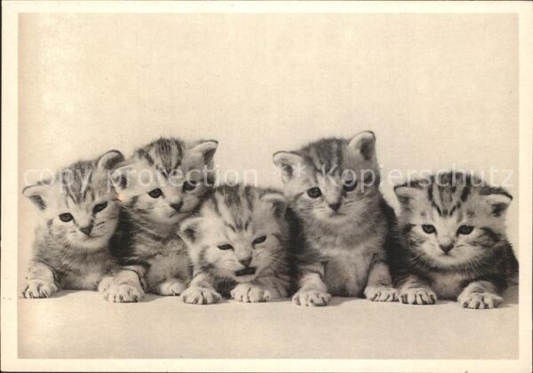 Katzen