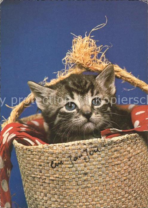 Katzen
