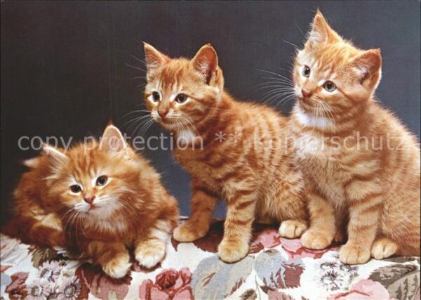 Katzen