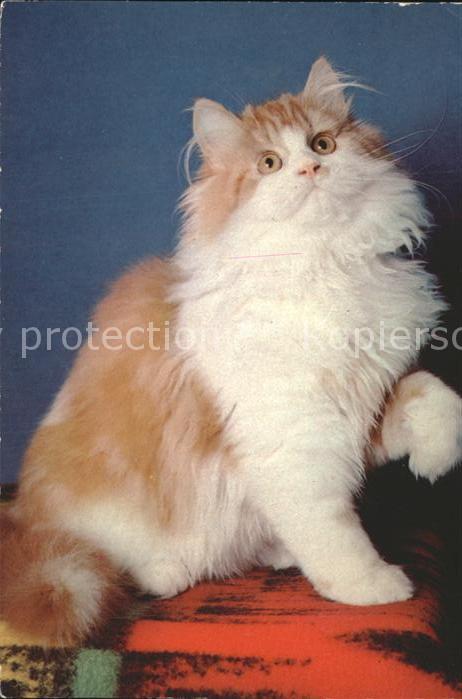 Katzen