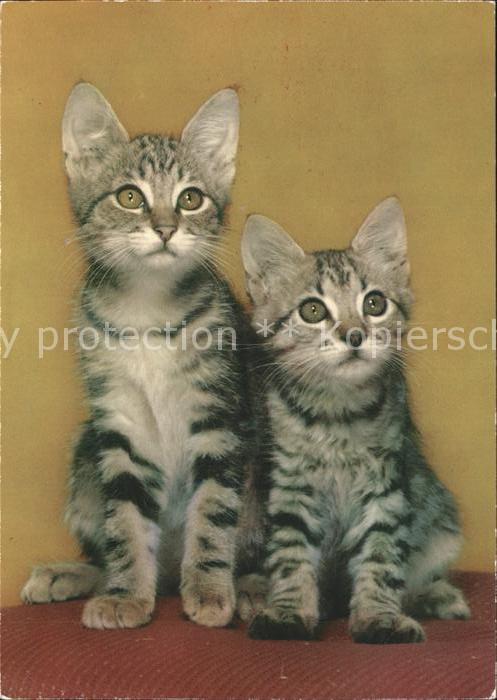Katzen