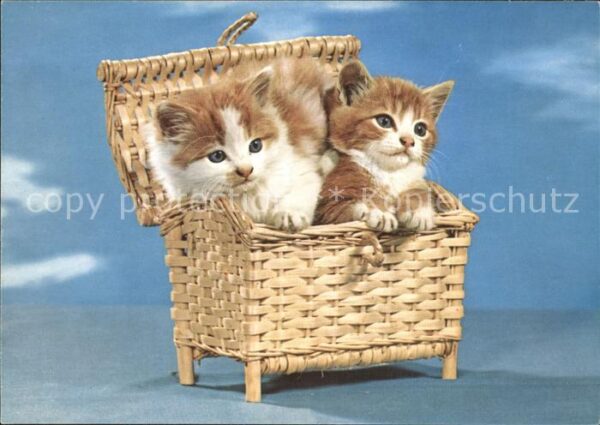 Katzen