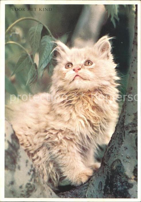 Katzen