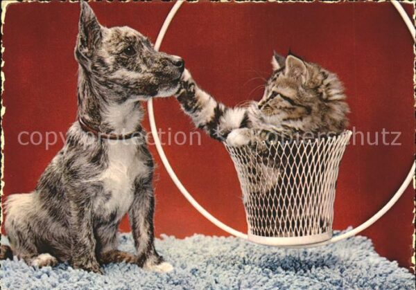 Hunde Katze