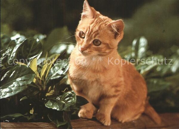 Katzen Hauskatze