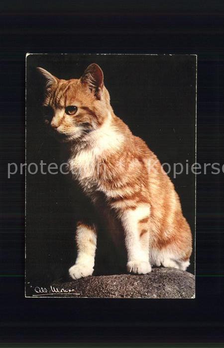 Katzen