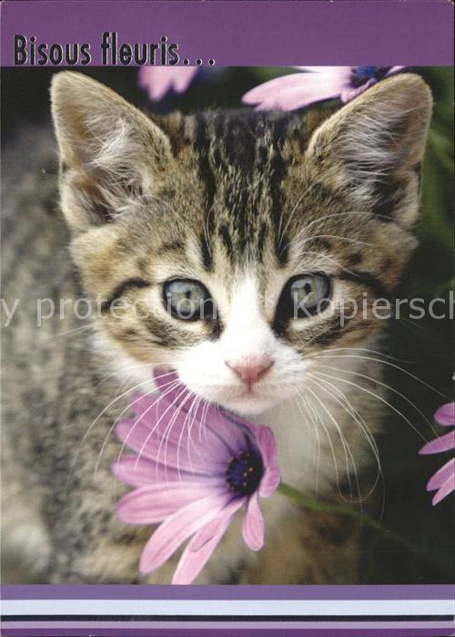 Katzen Blume