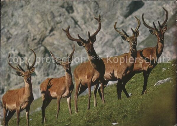 Hirsch Rothirsche cerfs stags