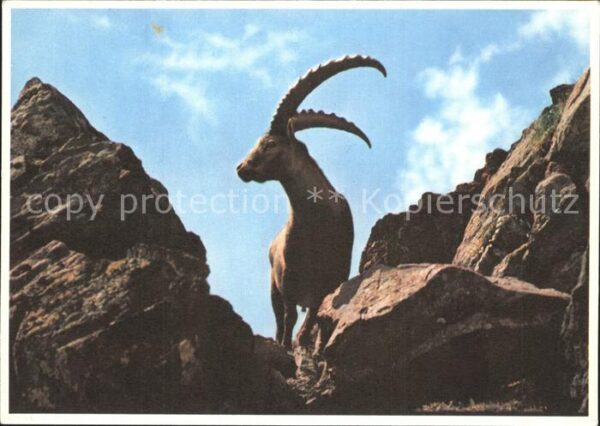 Steinbock Stambecco Bouquetin