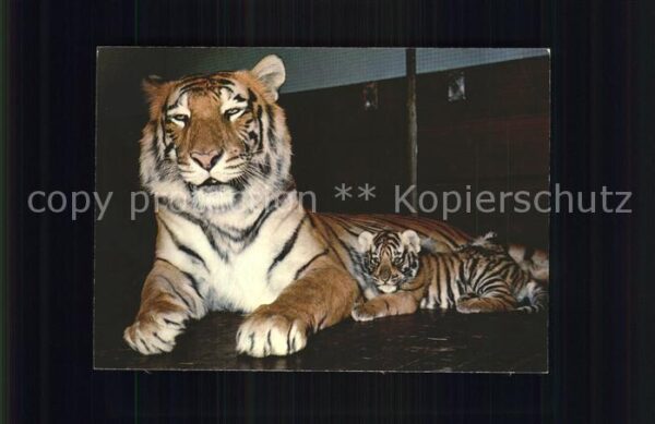 Tiger Tiere Zoologischer Garten Basel