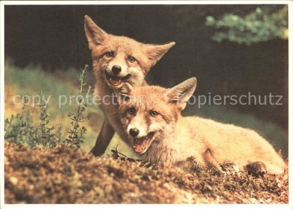 Fuchs Tiere Renardeaux volpacchiotti