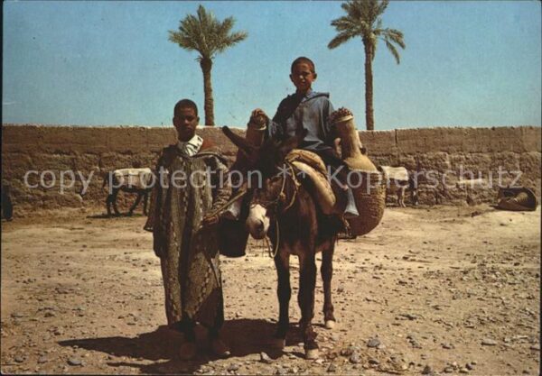 Esel Tiere Typen Marokko Maroc