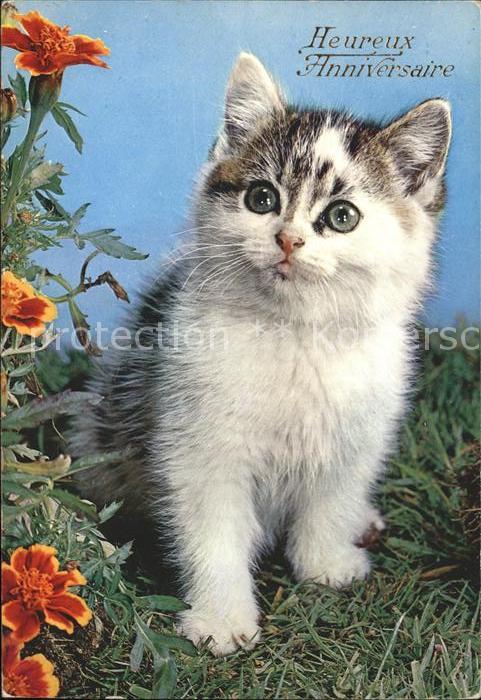Katzen Glückwunsch Geburtstag