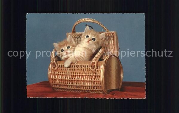 Katzen