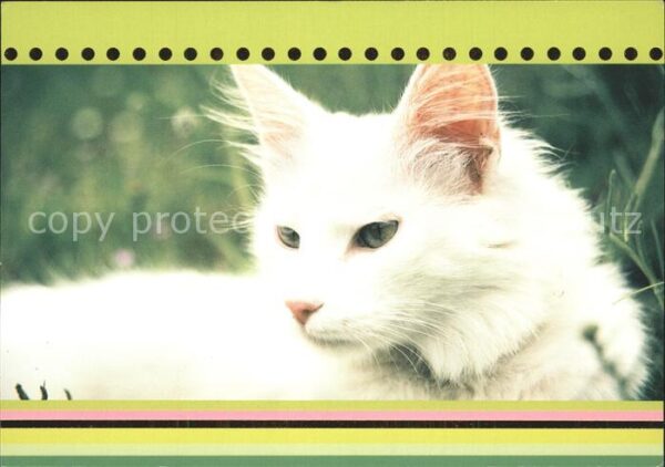 Katzen