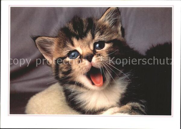 Katzen