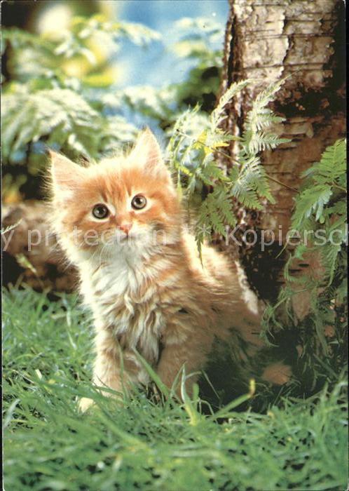 Katzen
