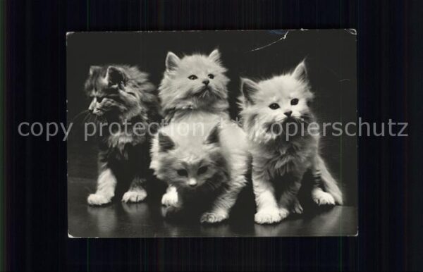 Katzen