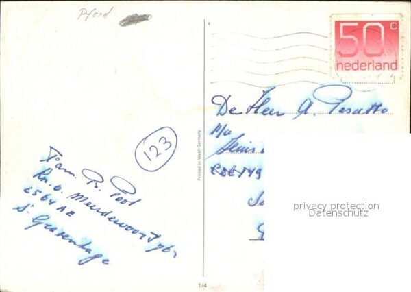 Pferde – Bild 2