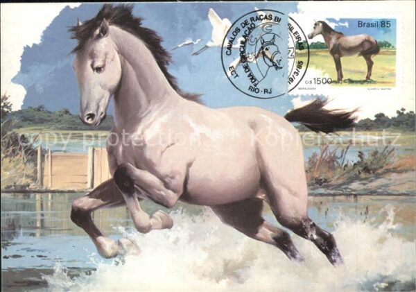 Pferde Marajoara  Alvaro Alves Martins Cavalos