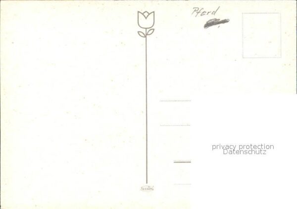 Pferde – Bild 2