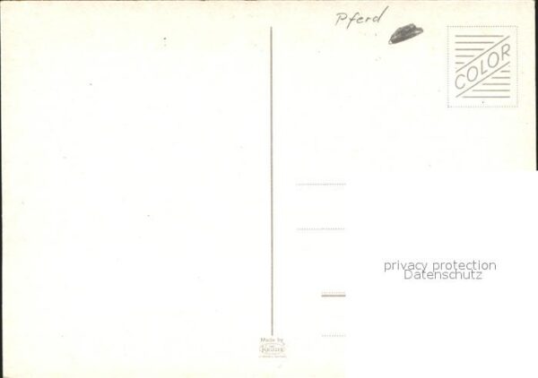 Pferde – Bild 2