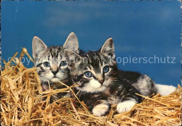 Katzen