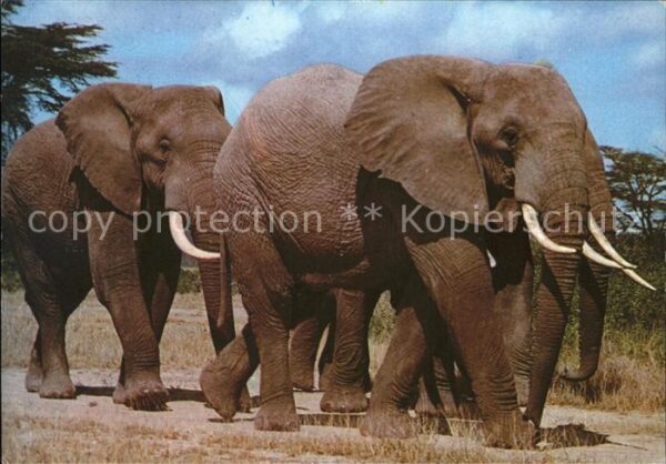 Elefant Ostafrika