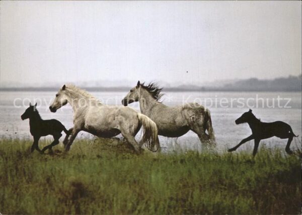 Pferde Camargue poulains horses