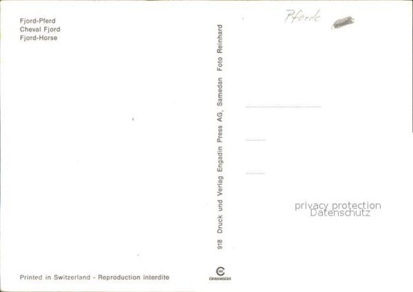 Pferde Fjord – Bild 2