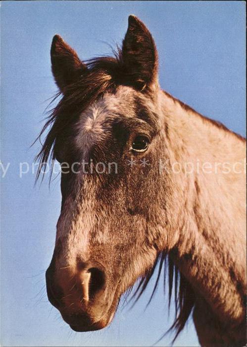 Pferde Camargue horse cheval
