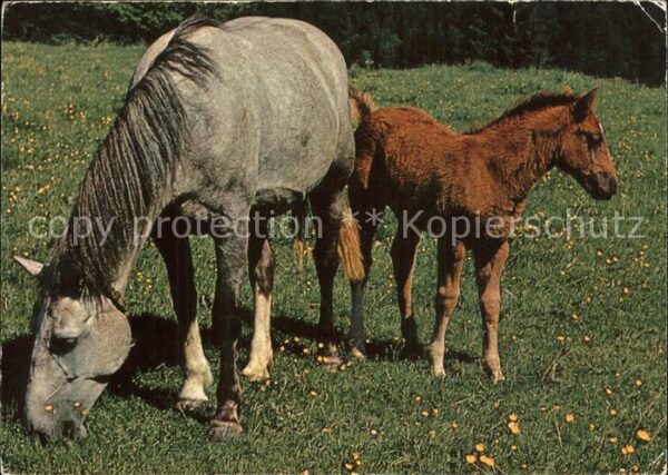 Pferde Pony chevaux des Franches Montagnes