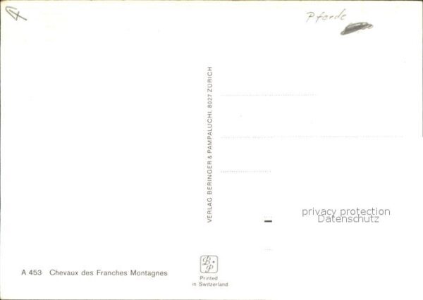 Pferde Pony chevaux des Franches Montagnes – Bild 2