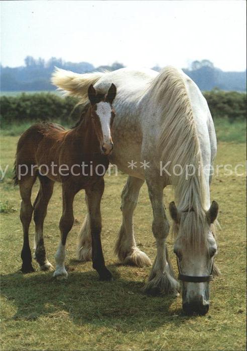 Pferde Pony