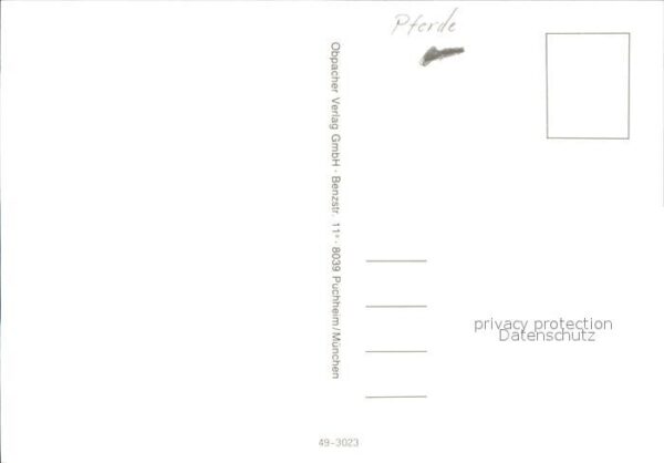 Pferde – Bild 2