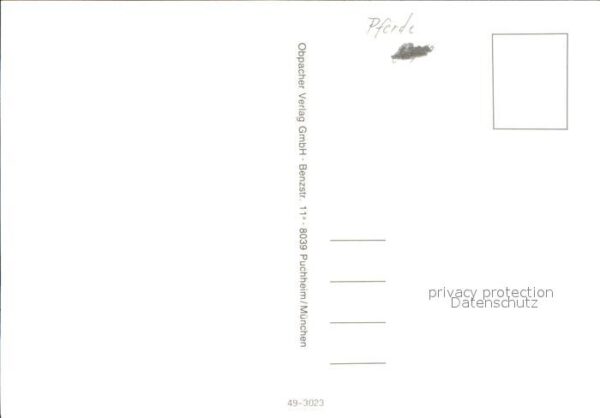 Pferde – Bild 2