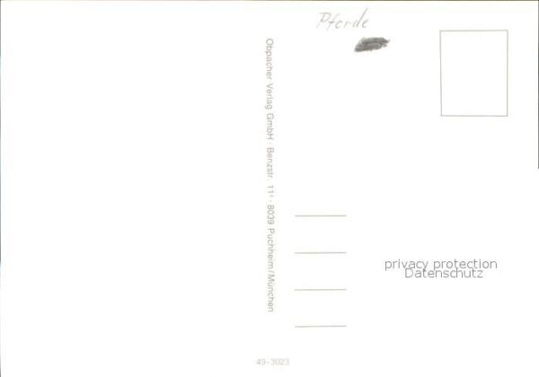 Pferde – Bild 2