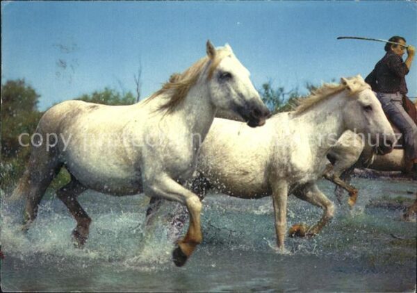 Pferde Camargue