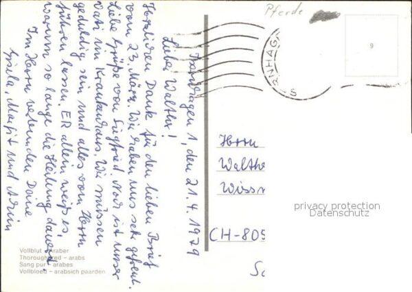 Pferde Vollblut-Araber – Bild 2