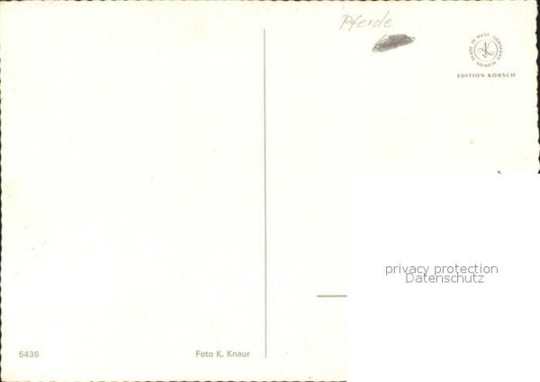 Pferde – Bild 2