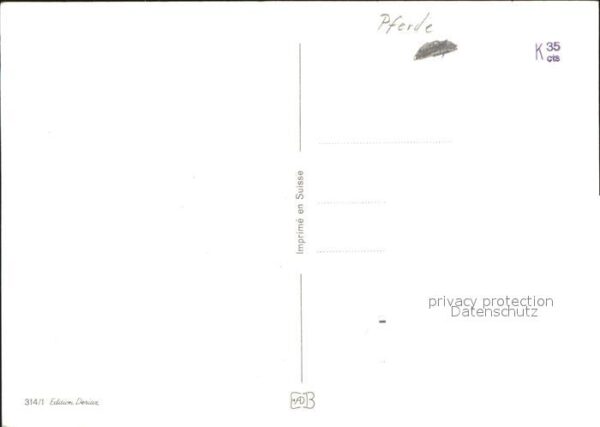 Pferde – Bild 2