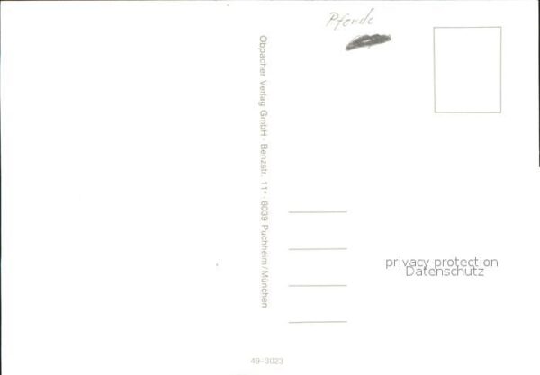 Pferde – Bild 2