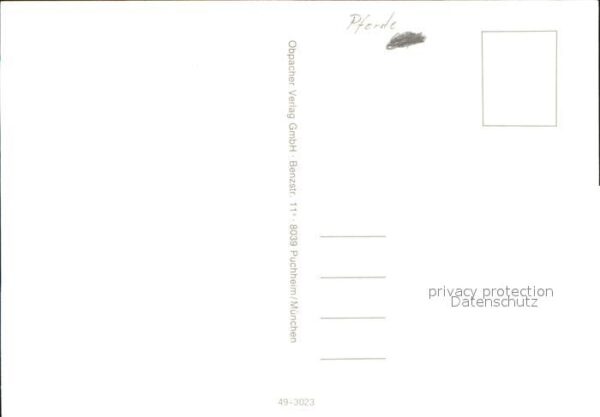 Pferde – Bild 2
