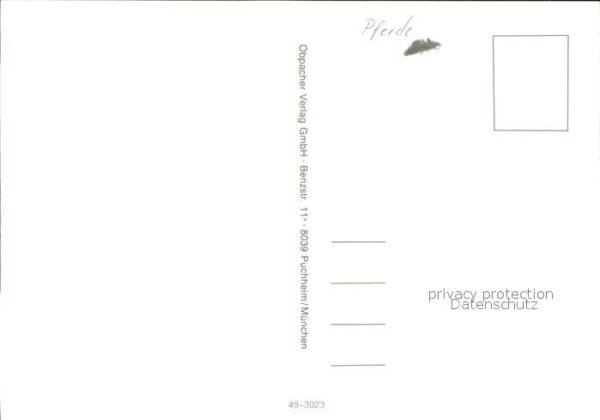 Pferde – Bild 2