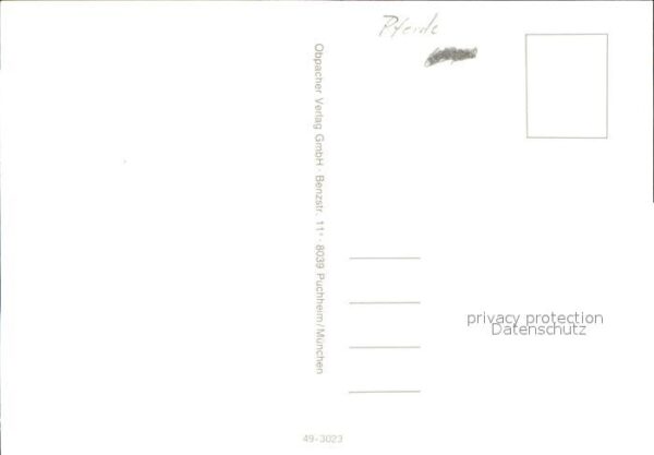 Pferde – Bild 2