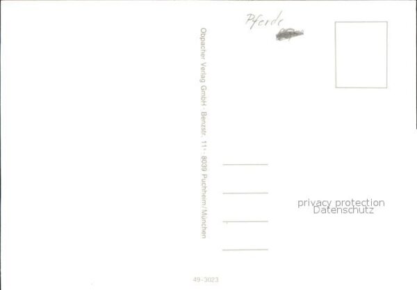 Pferde – Bild 2