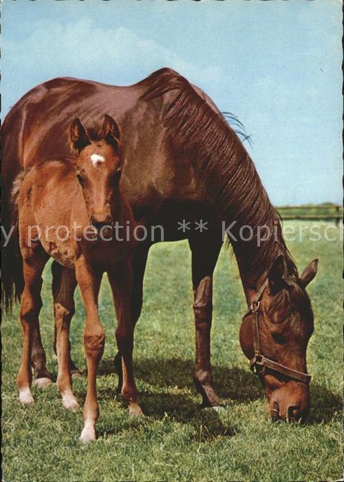 Pferde Pony