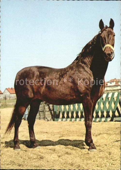 Pferde